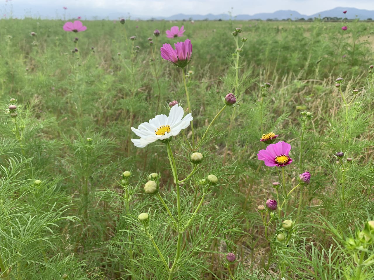 いさかんコスモスちら咲き