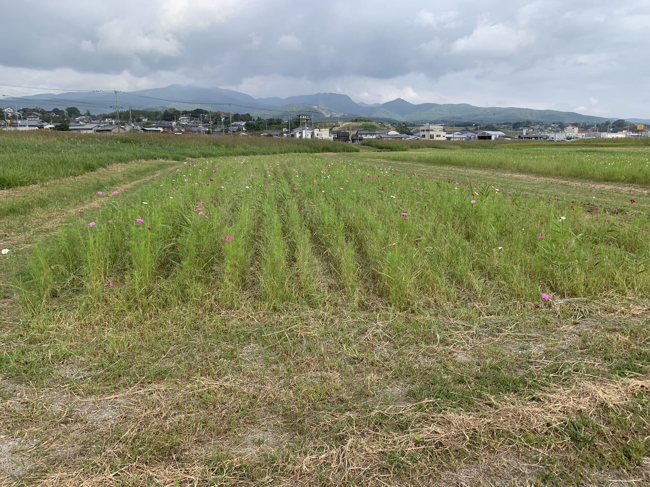 いさかん干陸地フラワーゾーン