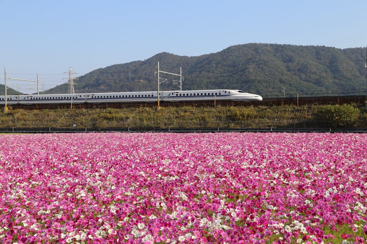 新幹線コスモスイメージ